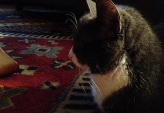 Saving Georgia, starring Mizzou Vet Students and CoMo's Horton Animal Hospital